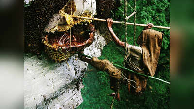 Hallucinogenic Honey : உலகத்துலேயே பயங்கர பாேதையானது இந்த தேன் தானாம்... கஞ்சா, கொகைன் எல்லாம் ஒன்னுமே இல்லையாம்...விலை எவ்வளவு தெரியுமா?