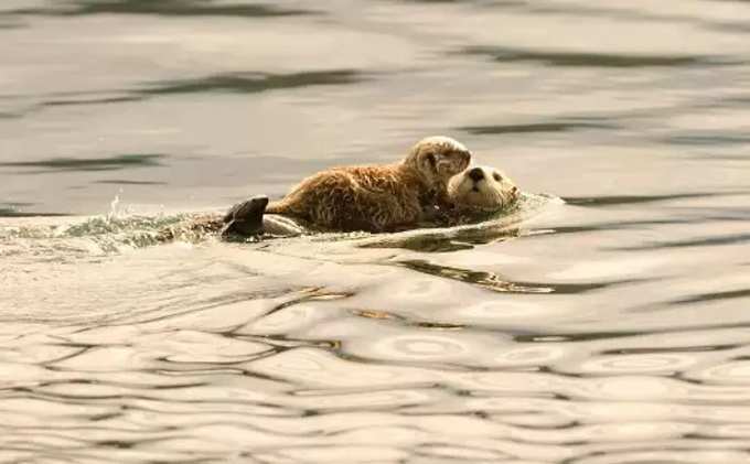 ​నీటి కుక్కల ద్వీపం (Otter Island)