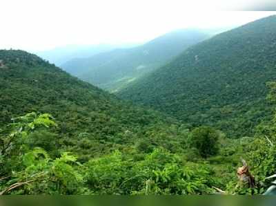 ಮಲೆ ಮಹದೇಶ್ವರ ಬೆಟ್ಟಕ್ಕೂ ಕೊರೊನಾ ಭೀತಿ: ಈ ಬಾರಿ ಸರಳ ಜಾತ್ರೆ!