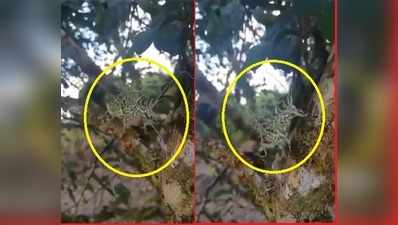 Amazing Nature : ಅಬ್ಬಬ್ಬಾ... ಅಚ್ಚರಿ...! ಇದೆಂಥಾ ವಿಚಿತ್ರ ಜೀವಿ...?