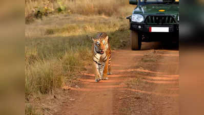 कोरोना वायरस का आतंक, जिम कॉर्बेट भी 31 मार्च तक बंद