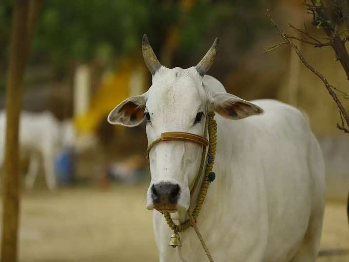 ​കൊറോണയെ ഓടിക്കാൻ ഗോമൂത്രം