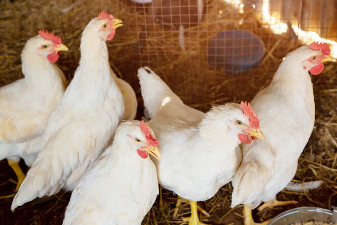 white chickens in the cage