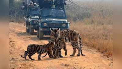 व्याघ्र प्रकल्पही३१ मार्चपर्यंत बंद