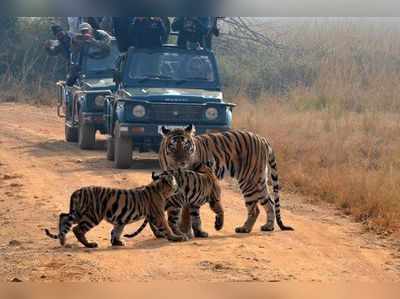 व्याघ्र प्रकल्पही३१ मार्चपर्यंत बंद