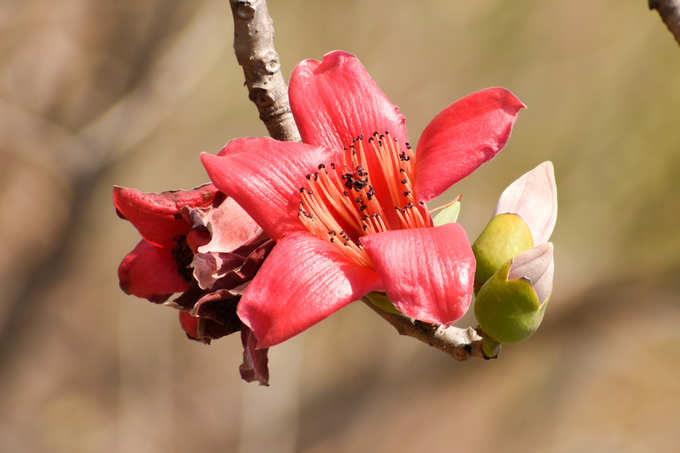 Shalmali or Bombax ceiba flower
