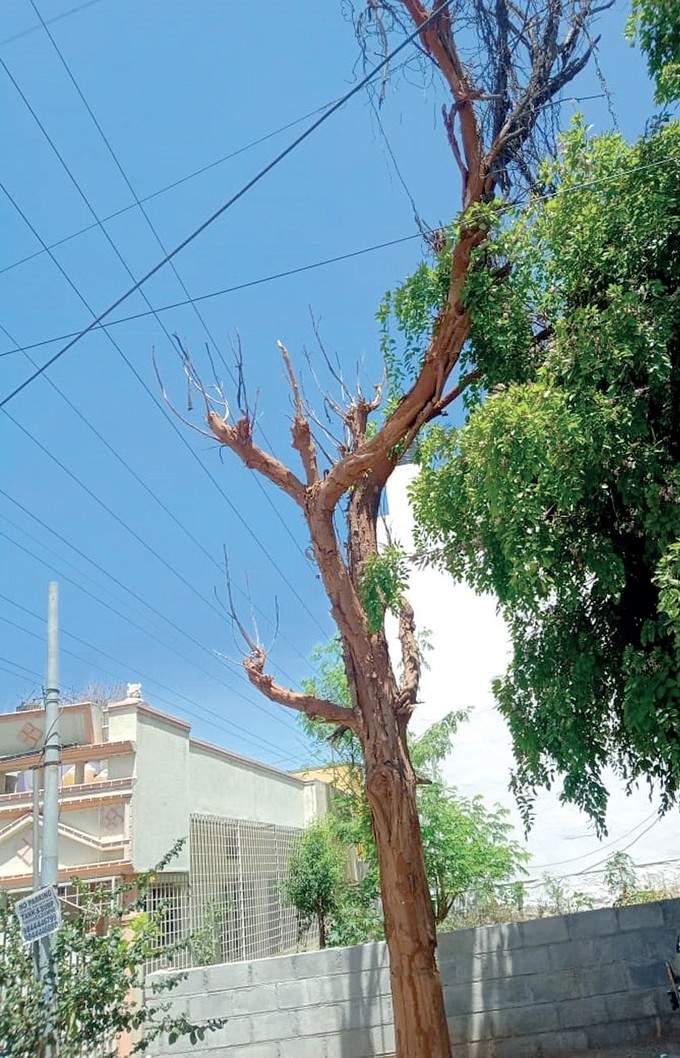 ಶ್ರೀರಂಗನಗರ