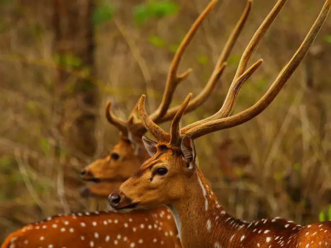 നാഗര്‍ഹോള്‍ ദേശീയോദ്യാനം, കര്‍ണാടക