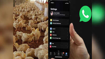 WhatsApp च्या एका खोट्या मेसेजमुळे पॉल्ट्री फॉर्मला १ कोटींचे नुकसान