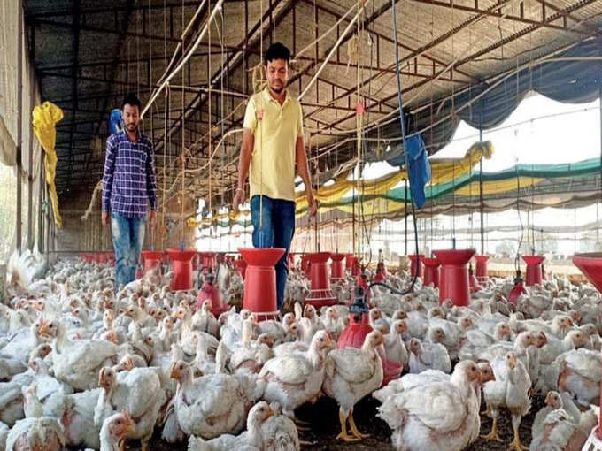 अफवाह से मुर्गीपालकों को 6.5 अरब का नुकसान