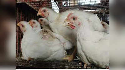 बिहार के गोपालगंज में अज्ञात बीमारी से सैकड़ों मुर्गियों मरीं, दहशत