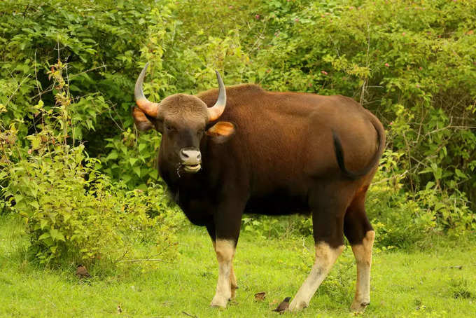 kudremukh bison