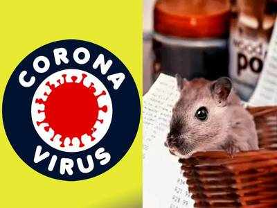 Hantavirus vs Coronavirus  : कोरोना वायरस और हंता वायरस में कौन ज्यादा खतरनाक, यहां जानें लक्षण, बचाव और उपाय