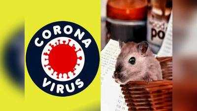 Hantavirus vs Coronavirus  : कोरोना वायरस और हंता वायरस में कौन ज्यादा खतरनाक, यहां जानें लक्षण, बचाव और उपाय