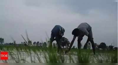 ലോക്ക് ഡൗണ്‍; വാഹനങ്ങളില്ല...  കുട്ടനാട്ടില്‍ നെല്ല് സംഭരണം നിലച്ചു!