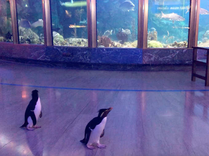 शिकागो म्यूजियम में पेंग्विन बने टूरिस्ट