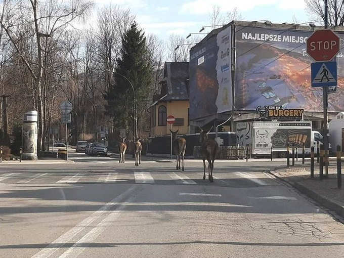पोलैंड में सड़कों पर लोगों की जगह हिरणों के झुंड