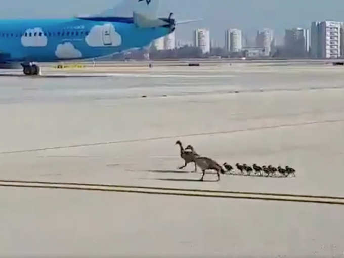 इस्राइल के एयरपोर्ट पर गीज पक्षियों का परिवार