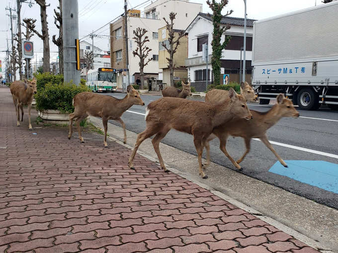 जापान की सड़कों पर हिरण