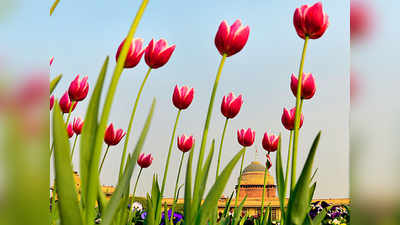 Tulip Mania: घर से भी ज्यादा महंगा एक फूल, पढ़ें रोचक कहानी