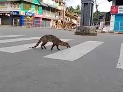 ആളുകൾ വീട്ടിലിരിക്കുമ്പോൾ ഭൂമിയുടെ അവകാശികൾ നിരത്തിലിറങ്ങുന്നു