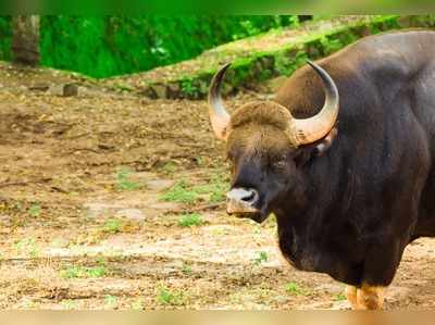 ಮಾರುಕಟ್ಟೆಯಲ್ಲಿ ಕಾಡುಕೋಣದ ವಿಹಾರ : ರಾಜ್ಯದಲ್ಲಿ ಸೆರೆಯಾದ ವಿಡಿಯೋ ವೈರಲ್