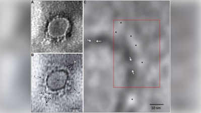 करोना व्हायरस कसा दिसतो? बघा भारतीय शास्त्रज्ञांनी लावला शोध
