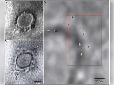 करोना व्हायरस कसा दिसतो? बघा भारतीय शास्त्रज्ञांनी लावला शोध
