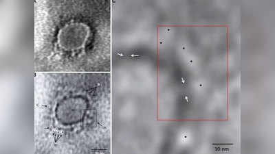 पहली बार भारतीय वैज्ञानिकों ने ली कोरोना वायरस की तस्वीर