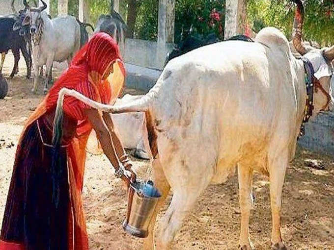 गौमूत्र के जरिए कोरोना से बचा जा सकता है