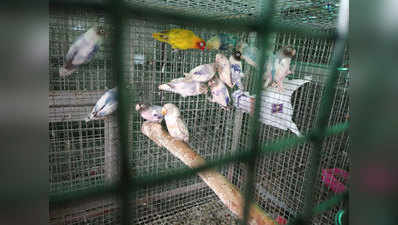 लॉकडाउन में कबूतर मार्केट से पक्षी कराए रेस्क्यू