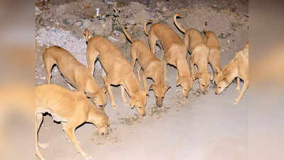 गुजरात के इस गांव के सभी कुत्ते हैं करोड़पति, हर साल करते हैं करोड़ों की कमाई