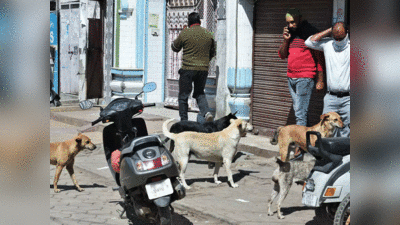 लॉकडाऊन: कुत्र्यांच्या वर्तणुकीत होतोय असा बदल!