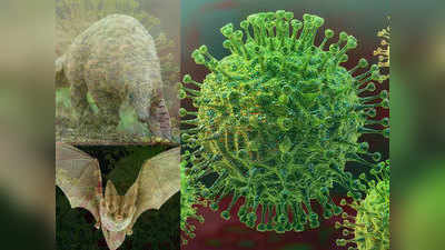 Origin Of Corona Virus: पैंगोलिन्स और चमगादड़ हैं कोरोना के जन्मदाता, सायंटिस्ट्स खोज रहे हैं होस्ट एनिमल