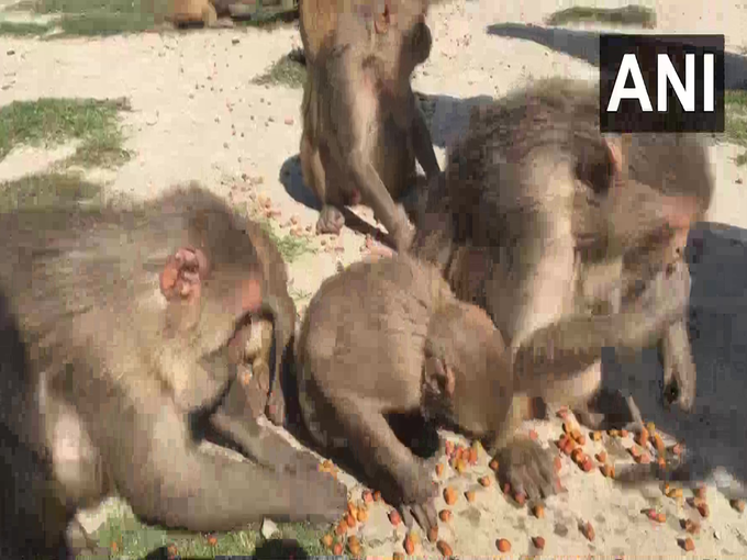 अयोध्या में स्थानीय लोगों ने बंदरों को खाने के लिए खाना दिया।