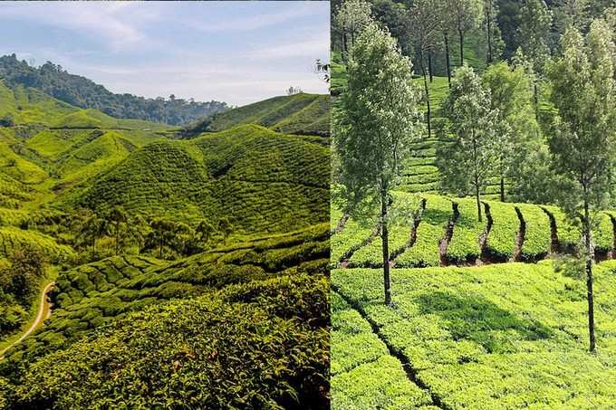 ​ಮಲೇಷ್ಯಾ- ಮುನ್ನಾರ್‌