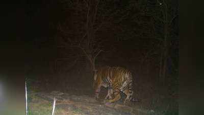 लॉकडाउन से जंगली जानवरों को मिली आजादी, कैमूर के जंगलों में दिखा बाघ