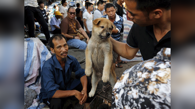 कोरोना वायरस: चीन के इस शहर में कुत्ते-बिल्ली का मांस खाने पर लगी रोक