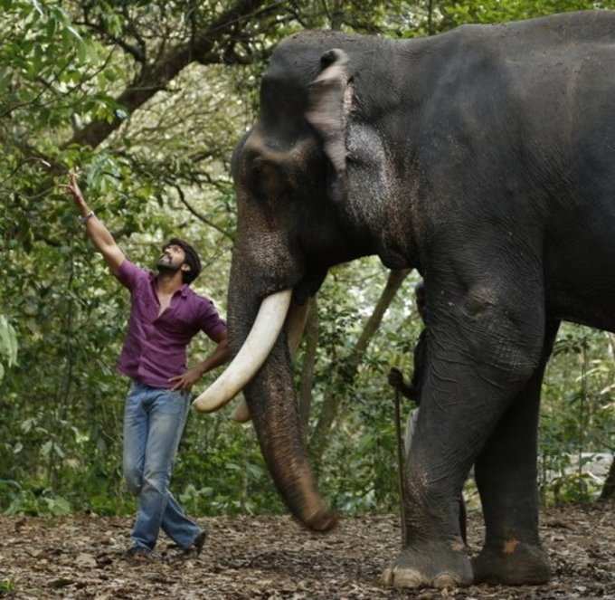 ಆನೆ ಜೊತೆ ರಾಕಿಂಗ್‌ ಸ್ಟಾರ್‌ ಯಶ್‌