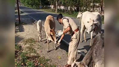 बिहार लॉक डाउन- कटिहार में पशुओं के वर्दी वाले मसीहा, आवारा जानवरों के लिए फरिश्ता बन कर सामने आए पुलिस वाले