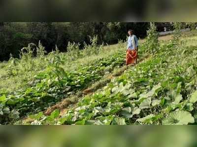 ചുട്ടുപൊള്ളുന്ന ചൂടിലും വിളവ് നൂറ് മേനി; താരമായി പാലക്കാട്ടെ ചന്ദ്രൻമാസ്റ്റർ! വെറൈറ്റി കൃഷിരീതി