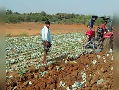 ಕೊರೊನಾ ಲಾಕ್ಡೌನ್: ಬೇಡಿಕೆ, ಬೆಲೆ ಇಲ್ಲದೆ ಎಲೆಕೋಸು ಬೆಳೆ ನಾಶ!