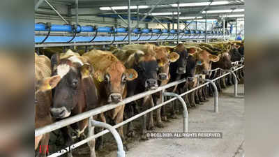5 लाख गायों को चारा, रोज 8 करोड़ लीटर दूध का प्रॉडक्शन...लॉकडाउन में यूपी में सब बरकरार