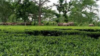 ಇದು ವಿಶ್ವದ ಏಕೈಕ ಆನೆ ಸ್ನೇಹಿ ಚಹಾ ಫಾರ್ಮ್, ಎಲ್ಲಿದೆ ಗೊತ್ತಾ?