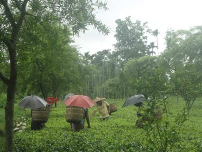 tea  farm