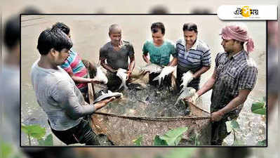 চালান তলানিতে, অভাব মেটাচ্ছে দেশি রুই-কাতলা