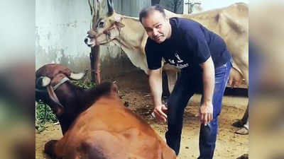 लॉकडाउन में वीरेंदर सहवाग की गौसेवा, वीडियो शेयर कर लिखा- गाय हमारी माता है