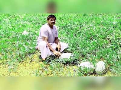 മലപ്പുറത്ത് ആറേക്കറിലധികം വരുന്ന തണ്ണിമത്തന്‍ നാശഭീഷണിയില്‍...! വിറ്റുപോയില്ലെങ്കിൽ വൻ നഷ്ടം, ആശങ്കയിൽ കർഷകർ!