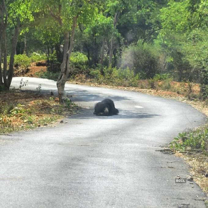 ಬೆಂಗಳೂರಿನ ಹೊರವಲಯದ ನಿರ್ಜನ ರಸ್ತೆಯಲ್ಲಿ ಕಂಡುಬಂದ ಕರಡಿ