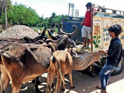 कोरोना वायरस लॉकडाउन का असर, भूख से मरीं 2 गाय, 3 को पहुंचाया हॉस्पिटल